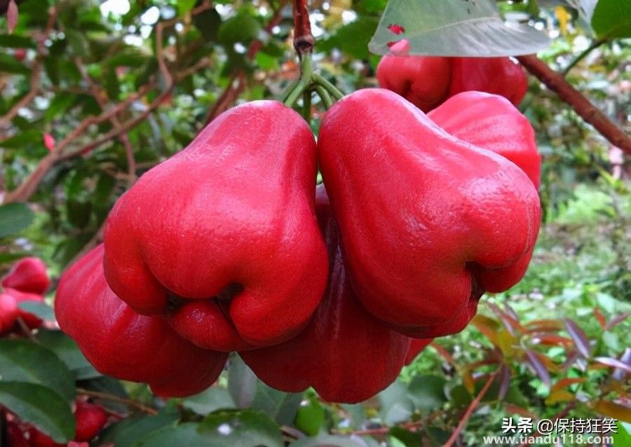 臺(tái)灣有哪些特產(chǎn)(臺(tái)灣特產(chǎn)排行榜前十名)(圖7) 臺(tái)灣十大特產(chǎn)排行榜 臺(tái)灣特產(chǎn)什么最出名 來臺(tái)旅游值得帶的伴手禮