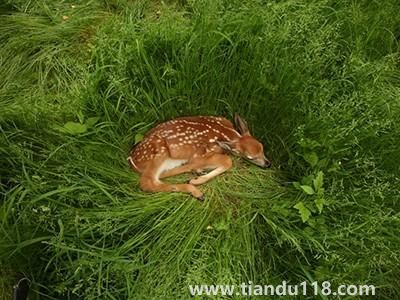 新冠在北美鹿群傳播 意味著什么 是否會重新傳染人