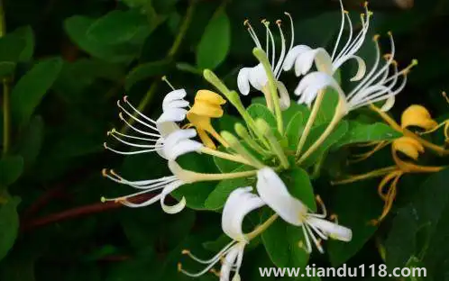 金銀花是蒸好還是不蒸好(金銀花蒸過(guò)和沒蒸過(guò)的效果哪個(gè)好)(圖3) 金銀花是蒸好還是不蒸好3