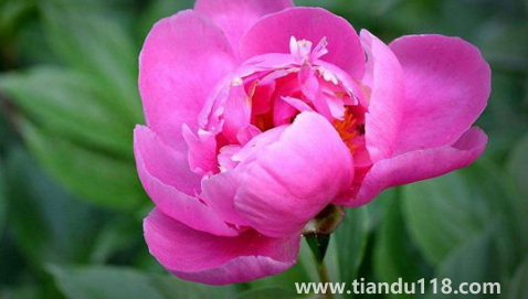 芍藥花骨朵幾天開花(芍藥花期一般開多長時(shí)間)(圖3) 芍藥花骨朵幾天開花3