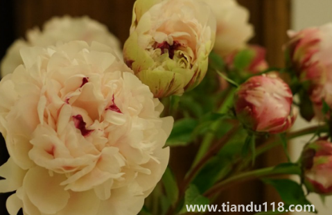 芍藥花骨朵幾天開花(芍藥花期一般開多長時(shí)間)(圖2) 芍藥花骨朵幾天開花2