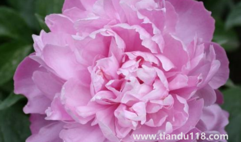 芍藥花花骨朵很多但不開花(為什么芍藥花骨朵總是敗掉)(圖3) 芍藥花花骨朵很多但不開花3