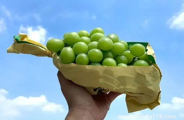 陽光玫瑰葡萄怎么辨別真假（陽光玫瑰葡萄幾月份上市）