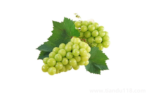 陽光玫瑰葡萄是熱性還是涼性(陽光玫瑰葡萄多少錢一斤)(圖3) 陽光玫瑰葡萄是熱性還是涼性3