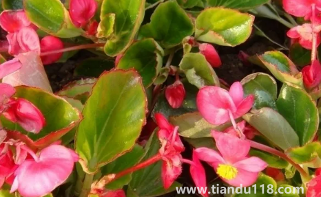 玻璃翠可以在室內(nèi)養(yǎng)嗎(玻璃翠什么時候開花)(圖2) 玻璃翠可以在室內(nèi)養(yǎng)嗎2