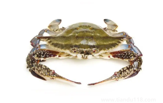 梭子蟹幾月份最便宜(梭子蟹多少錢(qián)一斤)(圖3) 梭子蟹幾月份最便宜3