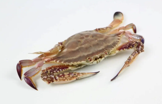 梭子蟹買回來(lái)沒多久就死了可以吃嗎(梭子蟹的做法推薦)(圖3) 梭子蟹買回來(lái)沒多久就死了可以吃嗎3