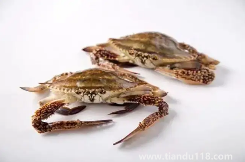 梭子蟹蒸完很多水還能吃嗎(梭子蟹怎么挑)(圖2) 梭子蟹蒸完很多水還能吃嗎2