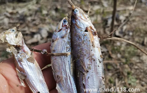 6000元一斤的長江刀魚真的存在嗎(為什么刀魚價格那么貴)(圖2) 6000元一斤的長江刀魚真的存在嗎2