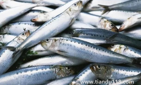 6000元一斤的長(zhǎng)江刀魚(yú)真的存在嗎（為什么刀魚(yú)價(jià)格那么貴）