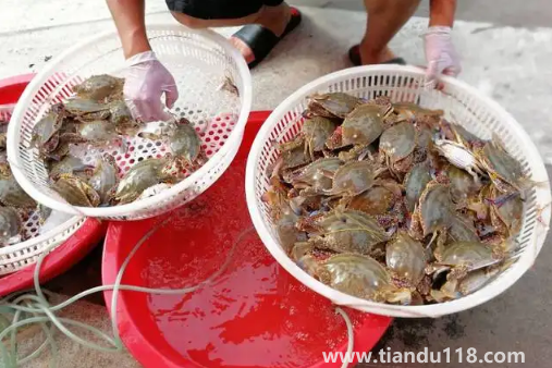 梭子蟹在運(yùn)輸過程中死了還能吃嗎(梭子蟹怎么保存)(圖2) 梭子蟹在運(yùn)輸過程中死了還能吃嗎2