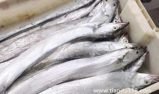 刀魚長(zhǎng)什么樣子圖片(刀魚是保護(hù)動(dòng)物嗎)(圖2) 刀魚長(zhǎng)什么樣子圖片2