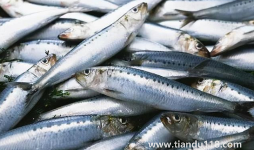 刀魚長(zhǎng)什么樣子圖片(刀魚是保護(hù)動(dòng)物嗎)(圖3) 刀魚長(zhǎng)什么樣子圖片3