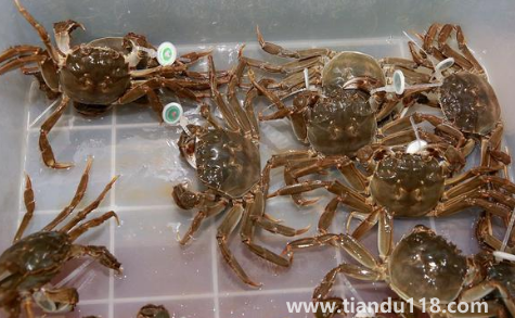 過水蟹到底是啥(過水蟹能吃嗎)(圖3) 過水蟹到底是啥3