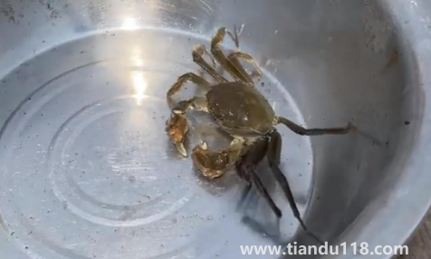 過水蟹到底是啥(過水蟹能吃嗎)(圖2) 過水蟹到底是啥2