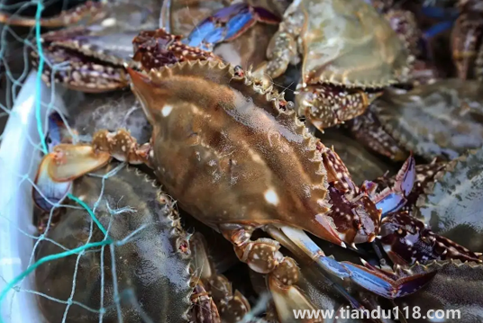 坐飛機可以帶梭子蟹嗎（梭子蟹可以天天吃嗎）