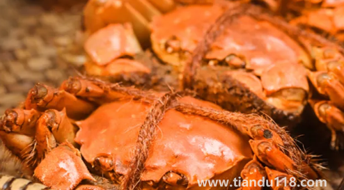 2022陽(yáng)澄湖大閘蟹中秋節(jié)能吃到嗎(陽(yáng)澄湖大閘蟹在哪里買最正宗)(圖3) 2022陽(yáng)澄湖大閘蟹中秋節(jié)能吃到嗎3