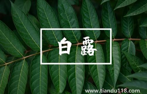 2022白露當(dāng)天出生好還是白露后出生好（白露生孩子要注意什么）