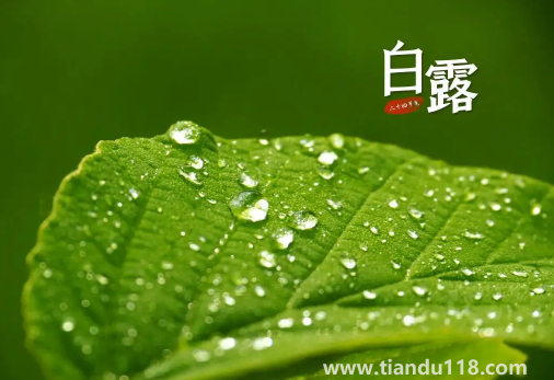 2022年白露在什么時間幾點幾分幾秒鐘(白露怎么養(yǎng)生)(圖2) 2022年白露在什么時間幾點幾分幾秒鐘2