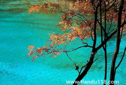 九寨溝今年國慶節(jié)開放嗎2022(游九寨溝什么月份最佳)(圖3) 九寨溝今年國慶節(jié)開放嗎20223