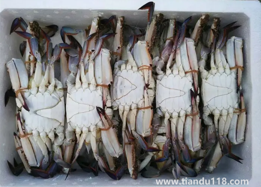 梭子蟹剛死放明天吃行嗎3