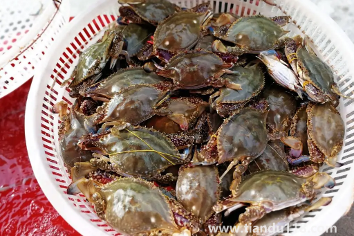 梭子蟹二母蟹會(huì)變成母蟹嗎(吃梭子蟹的注意事項(xiàng))(圖2) 梭子蟹二母蟹會(huì)變成母蟹嗎2