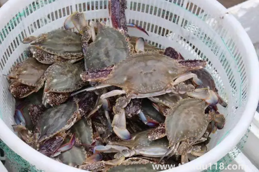 梭子蟹二母蟹會(huì)變成母蟹嗎(吃梭子蟹的注意事項(xiàng))(圖1) 梭子蟹二母蟹會(huì)變成母蟹嗎1