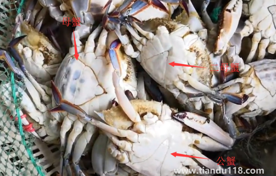 梭子蟹二母蟹和母蟹哪個好吃(梭子蟹怎么挑選)(圖2) 梭子蟹二母蟹和母蟹哪個好吃2