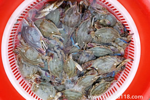 昨天買的梭子蟹今天不動(dòng)了能吃嗎(活的梭子蟹怎么保存)(圖2) 昨天買的梭子蟹今天不動(dòng)了能吃嗎2