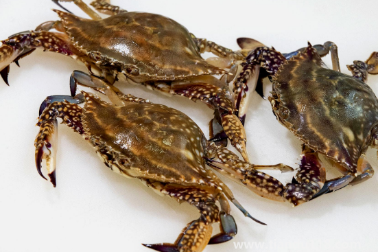 梭子蟹黃多還是大閘蟹黃多(吃螃蟹的注意事項(xiàng))(圖3) 梭子蟹黃多還是大閘蟹黃多3