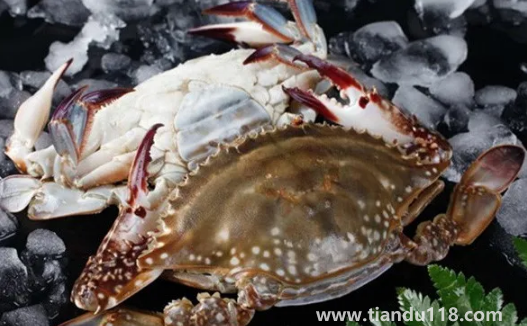 梭子蟹為什么沒有蟹黃(梭子蟹怎么挑選蟹黃多的)(圖3) 梭子蟹為什么沒有蟹黃3