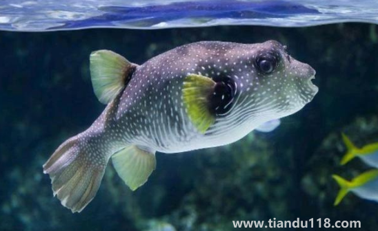 河豚哪里有毒最多最強(河豚有毒為什么還吃)(圖2) 河豚哪里有毒最多最強2