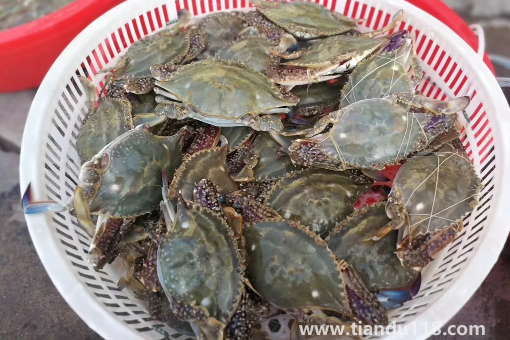 網(wǎng)購(gòu)的梭子蟹上午到的到晚上吃可以嗎(梭子蟹怎么做好吃)(圖3) 網(wǎng)購(gòu)的梭子蟹上午到的到晚上吃可以嗎3