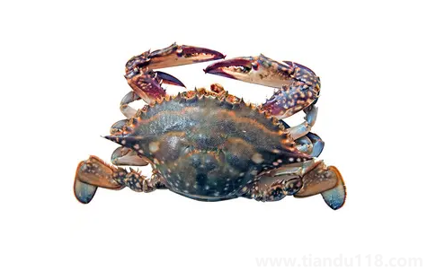 梭子蟹在網(wǎng)上買還是市場(chǎng)買（梭子蟹怎么挑選）