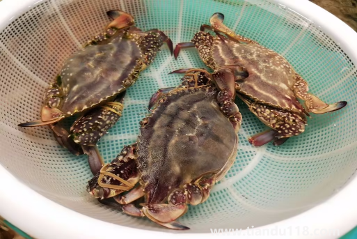 梭子蟹在網(wǎng)上買(mǎi)還是市場(chǎng)買(mǎi)(梭子蟹怎么挑選)(圖2) 梭子蟹在網(wǎng)上買(mǎi)還是市場(chǎng)買(mǎi)2