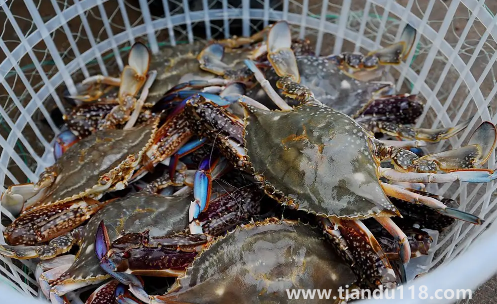 梭子蟹在網(wǎng)上買(mǎi)還是市場(chǎng)買(mǎi)(梭子蟹怎么挑選)(圖3) 梭子蟹在網(wǎng)上買(mǎi)還是市場(chǎng)買(mǎi)3