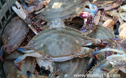 梭子蟹哪個(gè)部位最寒(螃蟹怎么吃沒那么寒)(圖3) 梭子蟹哪個(gè)部位最寒3