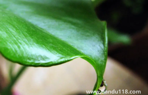 有小孩家庭適合放滴水觀音嗎(家里擺放滴水觀音禁忌有哪些)(圖2) 有小孩家庭適合放滴水觀音嗎2