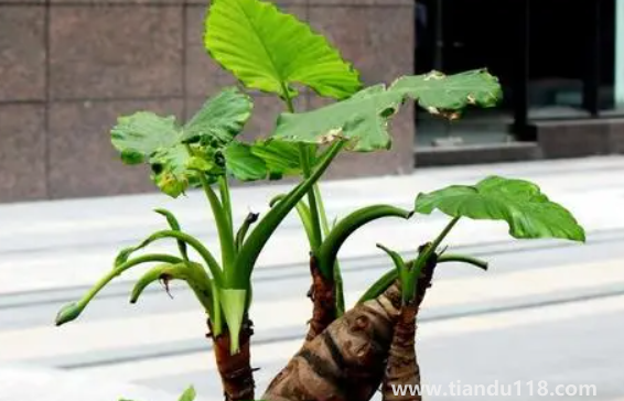 有小孩家庭適合放滴水觀音嗎（家里擺放滴水觀音禁忌有哪些）