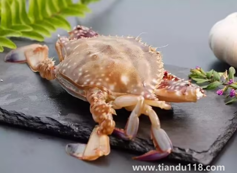 青蟹和梭子蟹哪個貴(青蟹和梭子蟹的區(qū)別)(圖2) 青蟹和梭子蟹哪個貴2