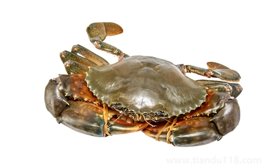 青蟹和梭子蟹哪個貴（青蟹和梭子蟹的區(qū)別）