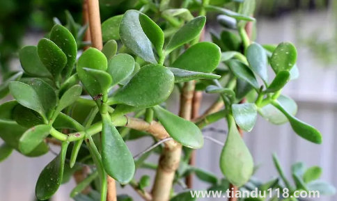 家里養(yǎng)玉樹對身體好嗎(家里什么地方養(yǎng)玉樹好)(圖2) 家里養(yǎng)玉樹對身體好嗎2