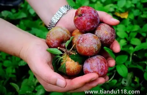 三華李的功效與作用(三華李怎么吃)(圖3) 三華李的功效與作用3