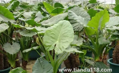 家里養(yǎng)滴水觀音吉祥嗎（家里養(yǎng)滴水觀音有什么作用）