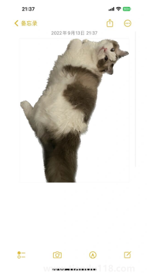 ios16摳圖可以放到哪里(iOS16摳圖怎么用)(圖2) ios16摳圖可以放到哪里2