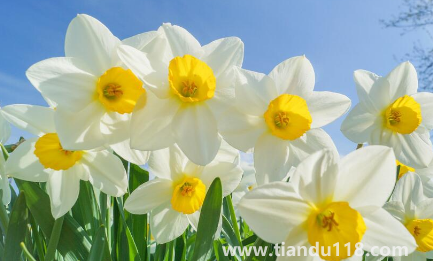 2022年11月能種水仙花嗎(水仙花可以連續(xù)種植嗎)(圖2) 2022年11月能種水仙花嗎2