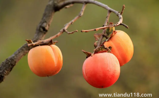 柿子和螃蟹間隔兩小時可以吃嗎(吃螃蟹不能吃什么)(圖3) 柿子和螃蟹間隔兩小時可以吃嗎3