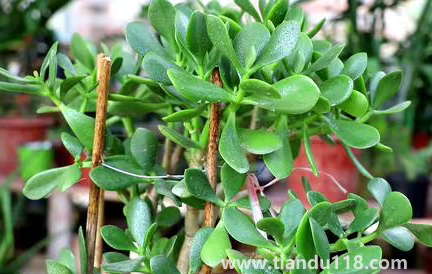 家里養(yǎng)玉樹放哪里好(玉樹有什么作用)(圖3) 家里養(yǎng)玉樹放哪里好3