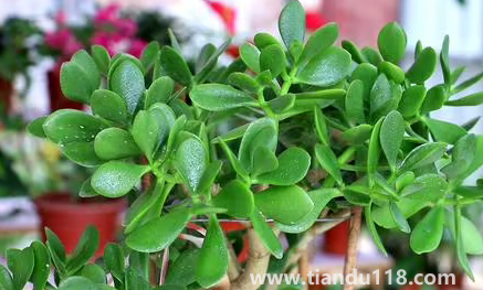 家里養(yǎng)玉樹放哪里好(玉樹有什么作用)(圖2) 家里養(yǎng)玉樹放哪里好2