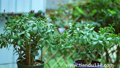 家里養(yǎng)玉樹放哪里好（玉樹有什么作用）